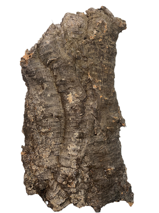 Large Cork Bark Flat 16”-22”