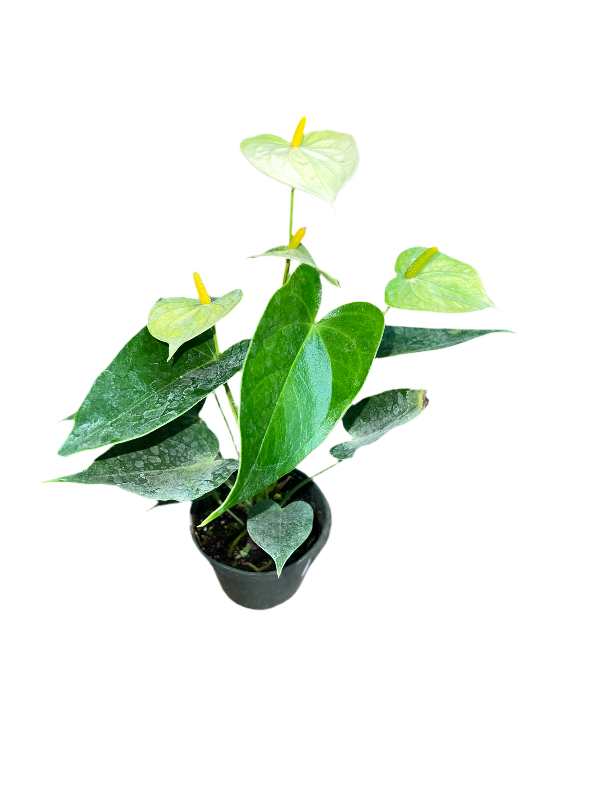 anthurium vanilla Anthurium 'Vanilla' 4"
