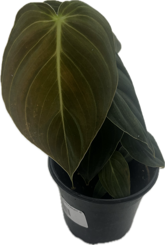 Philodendron 'Melanochrysum' 4"