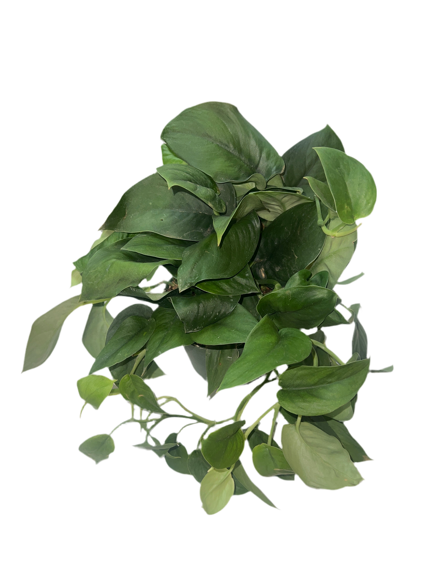 Scindapsus 'Jade Satin' 6"