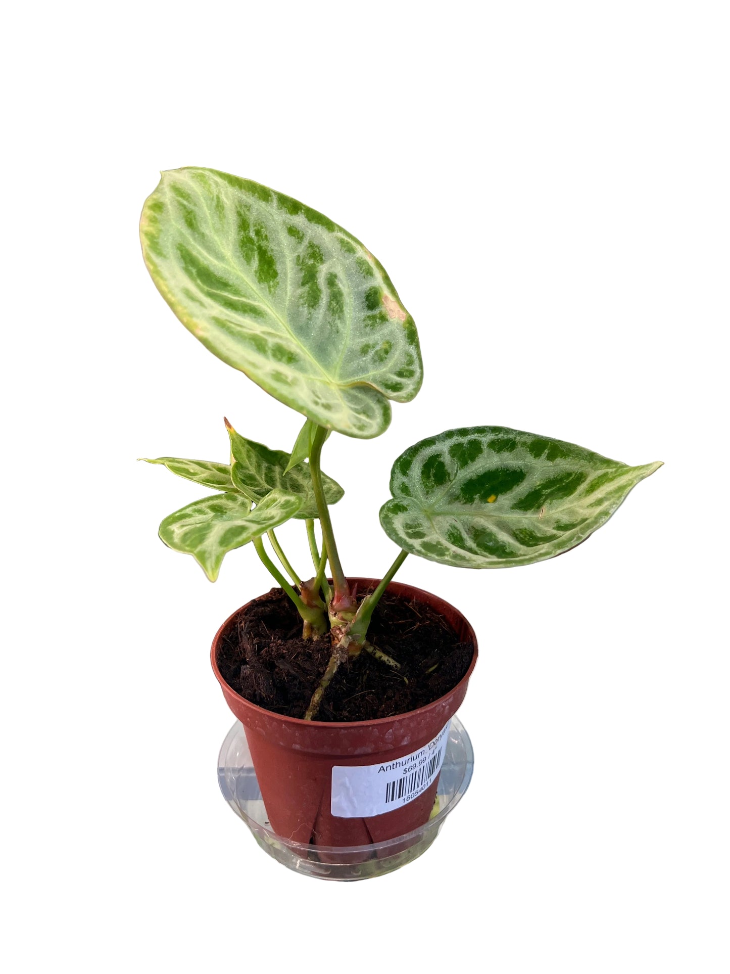 Anthurium 'Doryaki'