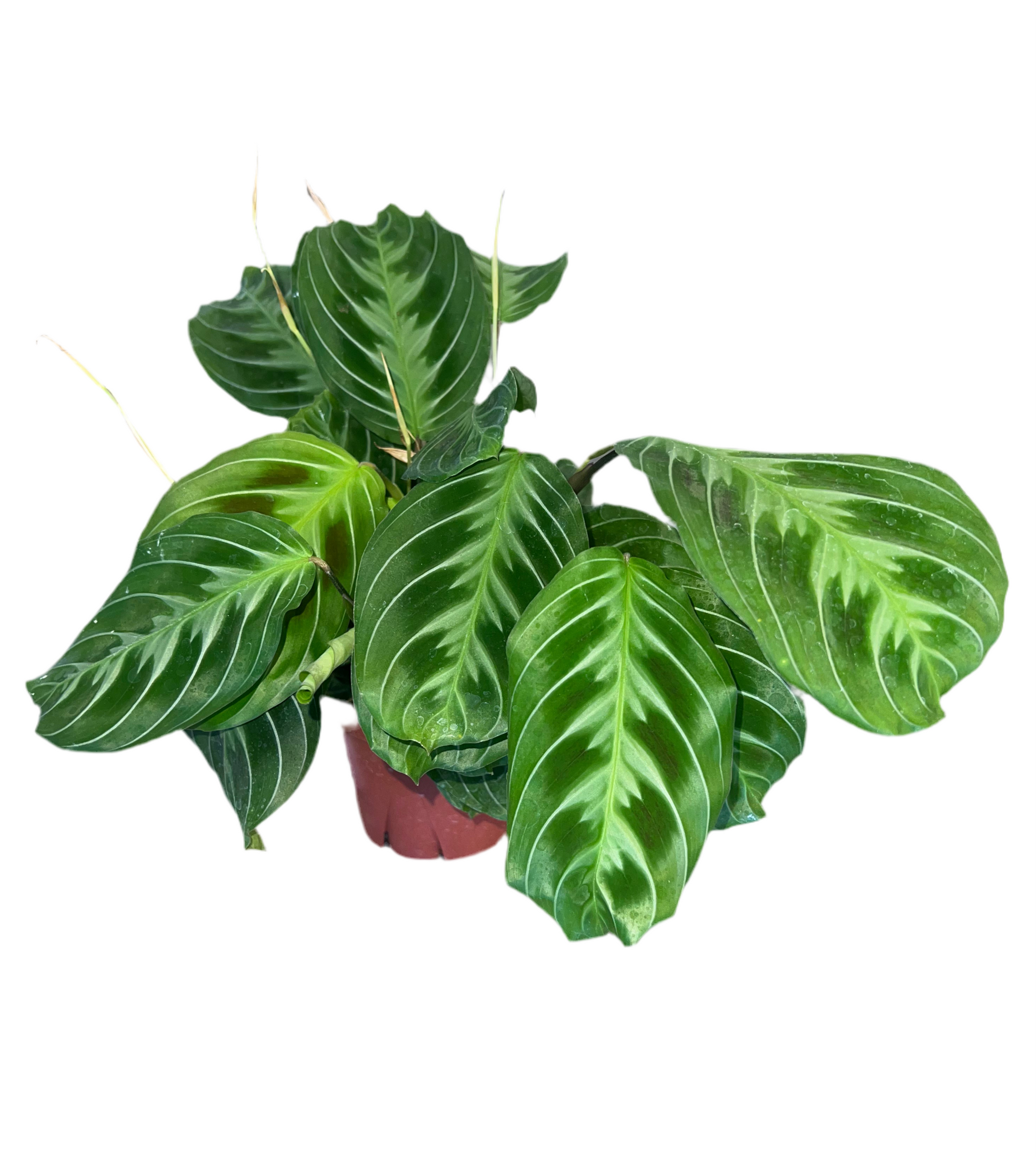 maranta prayer plant cats Maranta 'Cat Moustache' 4" – The Plant Room