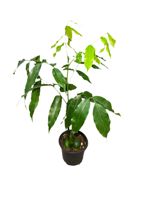 Castanospermum Australe 'Lucky Bean' 4"