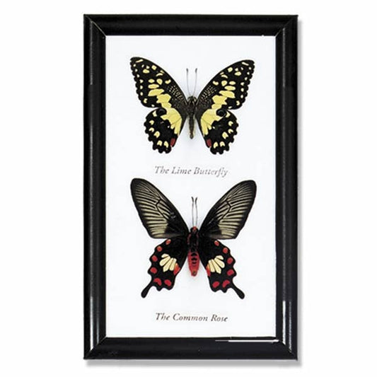 Butterfly Specimens Framed - BTF2