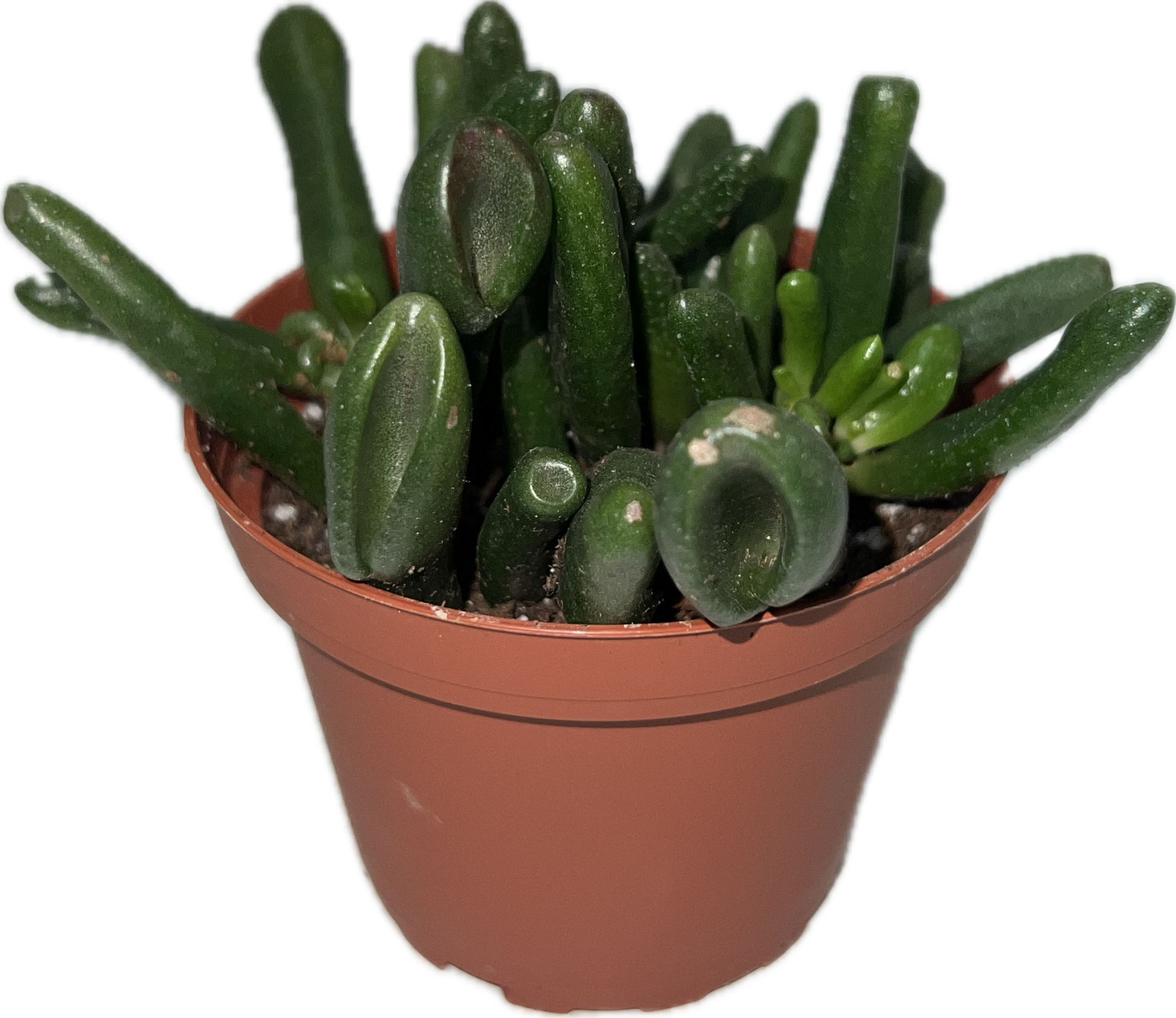 jade plant hobbit Jade 'Hobbit' 4" – The Plant Room