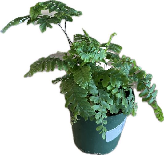 Fern 'Maidenhair Asst.' 4"