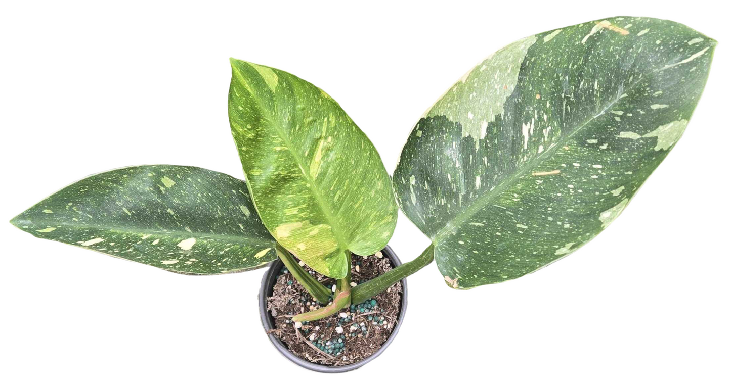 Philodendron Congo Nuclear 4 inch Grower Pot