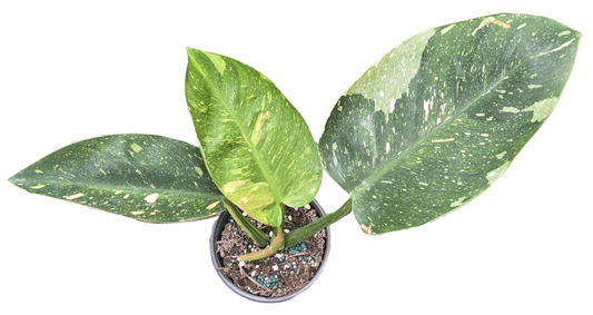 Philodendron Congo Nuclear 4 inch Grower Pot