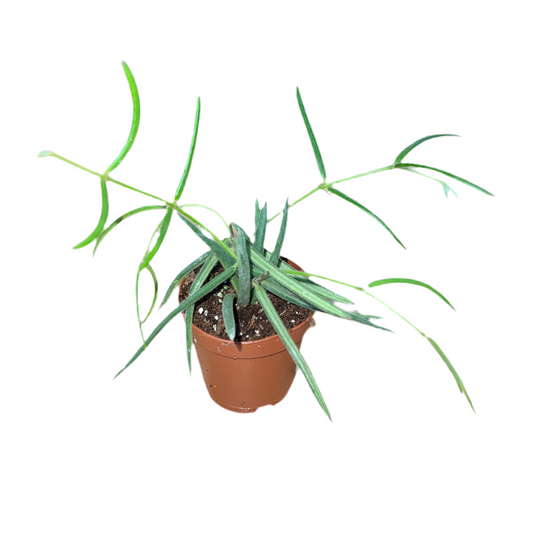 Hoya 'Linearis' 2"