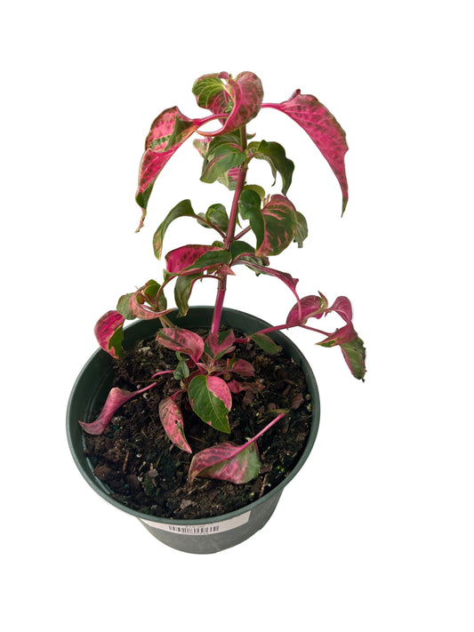 Alternanthera ‘Party Time’ 6”