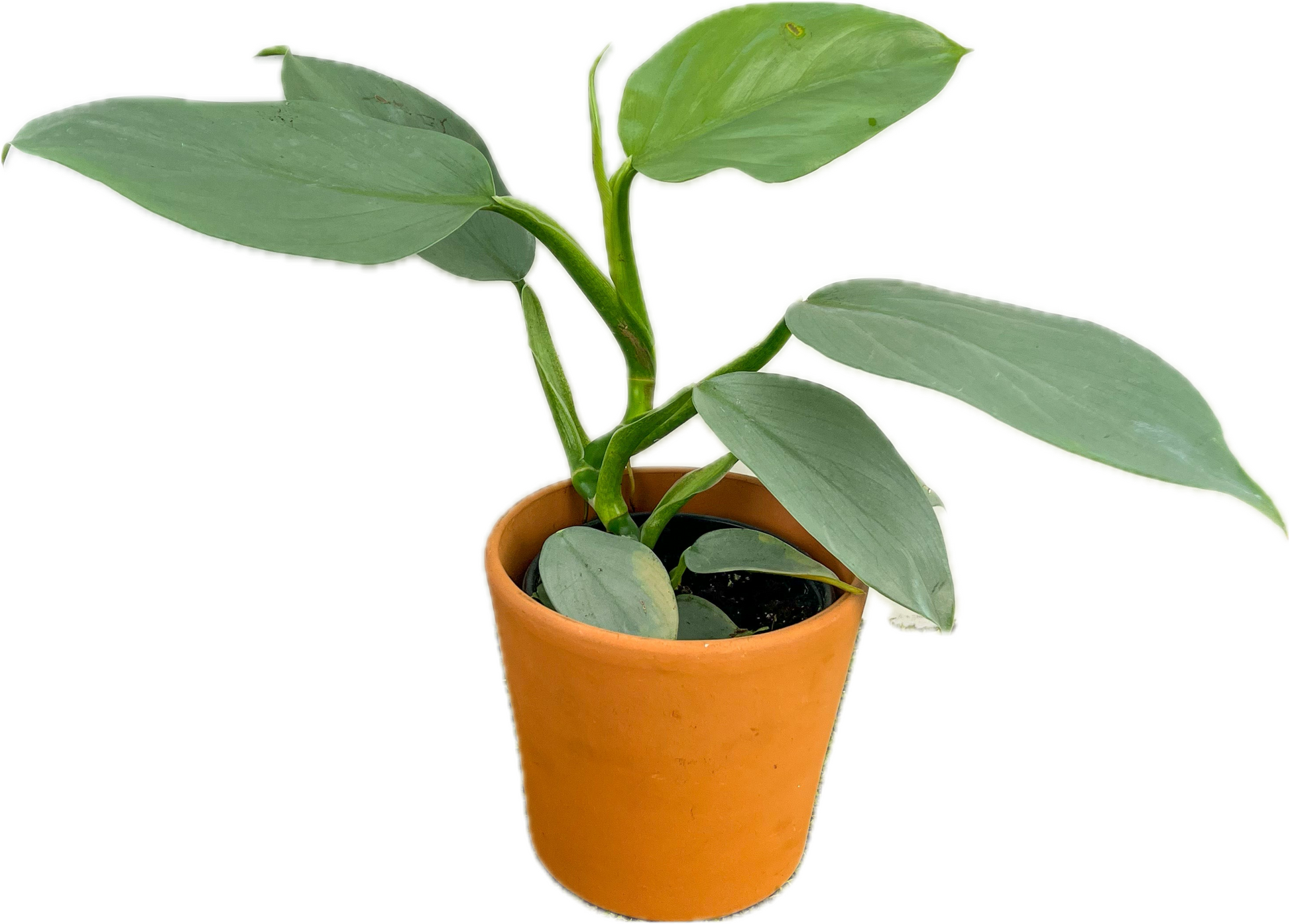 philodendron green sword Philodendron 'Silver Sword' 4" – The Plant Room