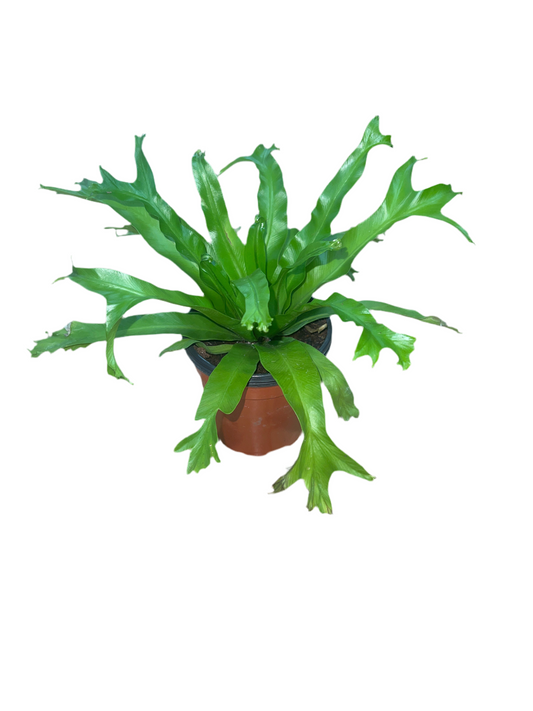 Fern 'Fishtail' 4"