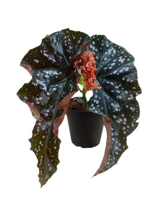 Begonia 'Crackling Rosie' 4"