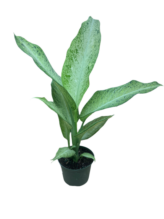 Dieffenbachia 'Camo' 6"