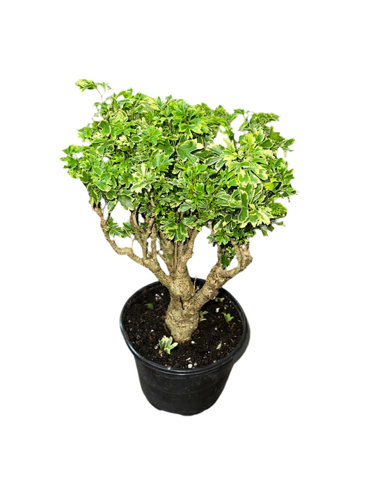 Aralia 'Ming Variegata' 6"