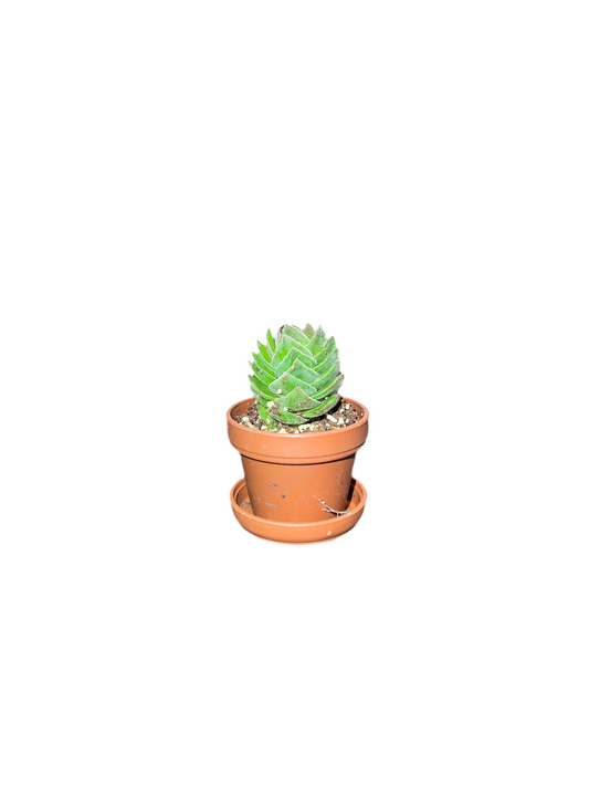 Crassula 'Buddha's Temple' 1"