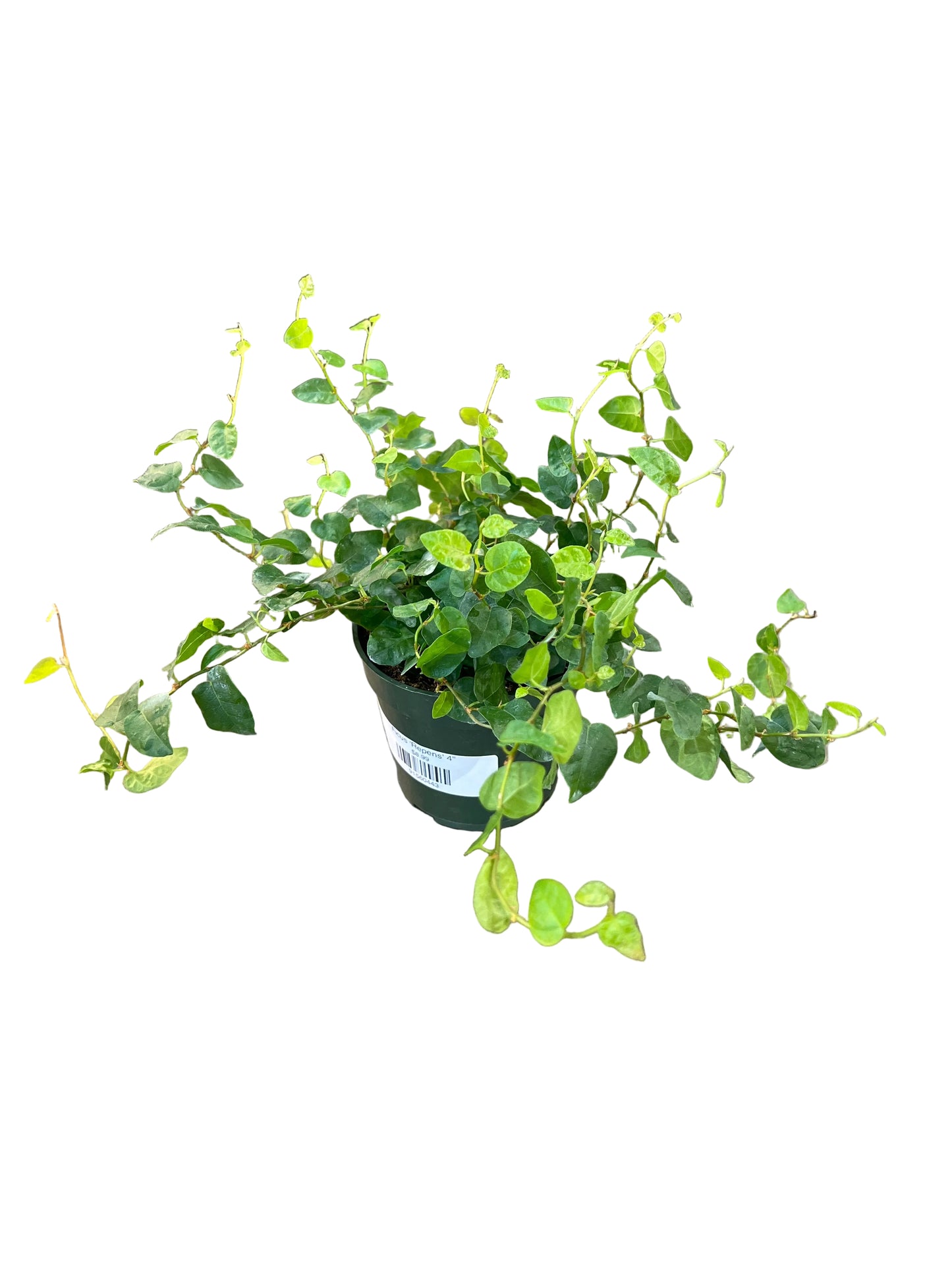 Ficus 'Repens' 4"