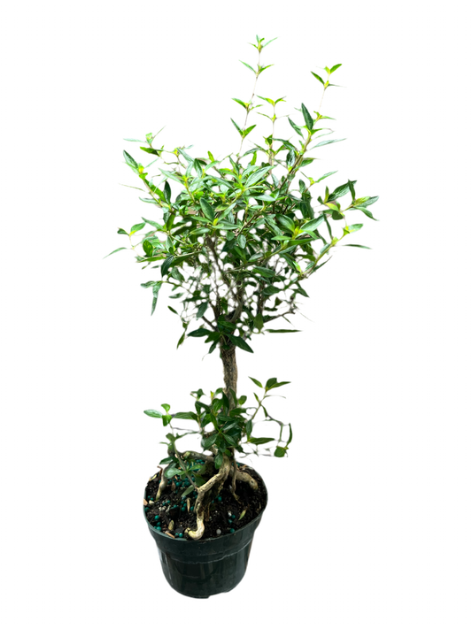 Serissa Bonsai Stump 4”