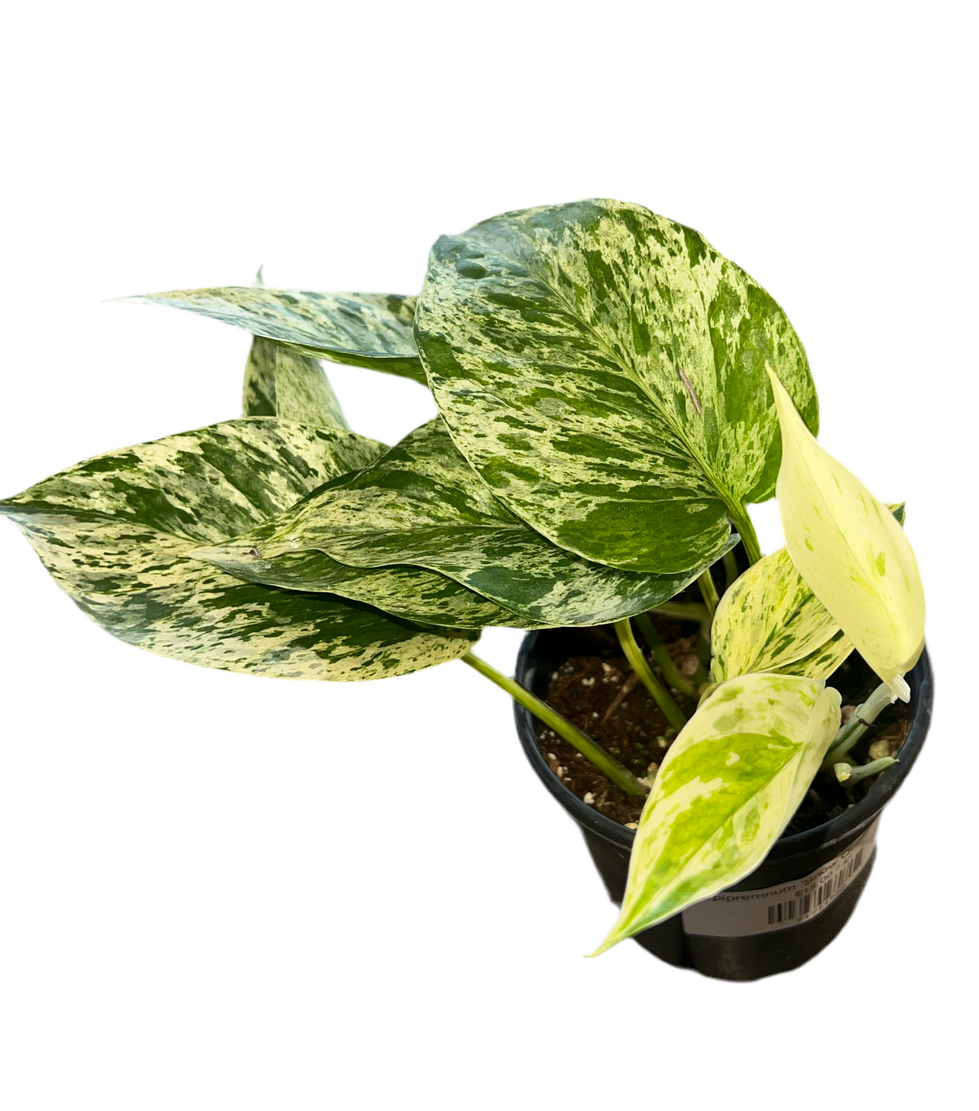 snow queen pothos Epipremnum 'Snow Queen Pothos' 6"