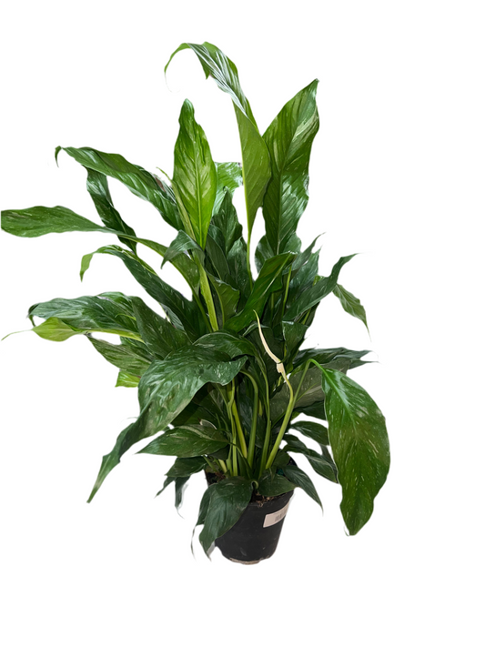 Peace Lily ‘Domino’ 6”