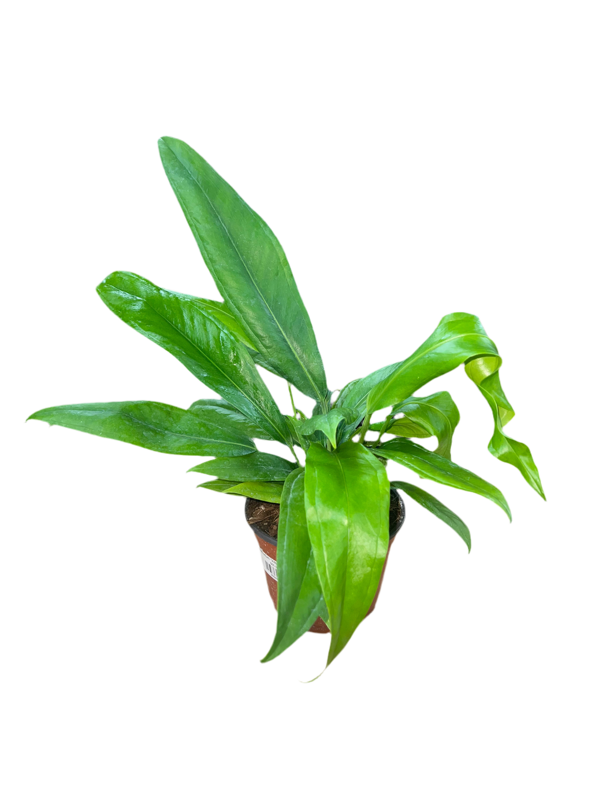 anthurium bakeri for sale Anthurium 'Bakeri' 6"