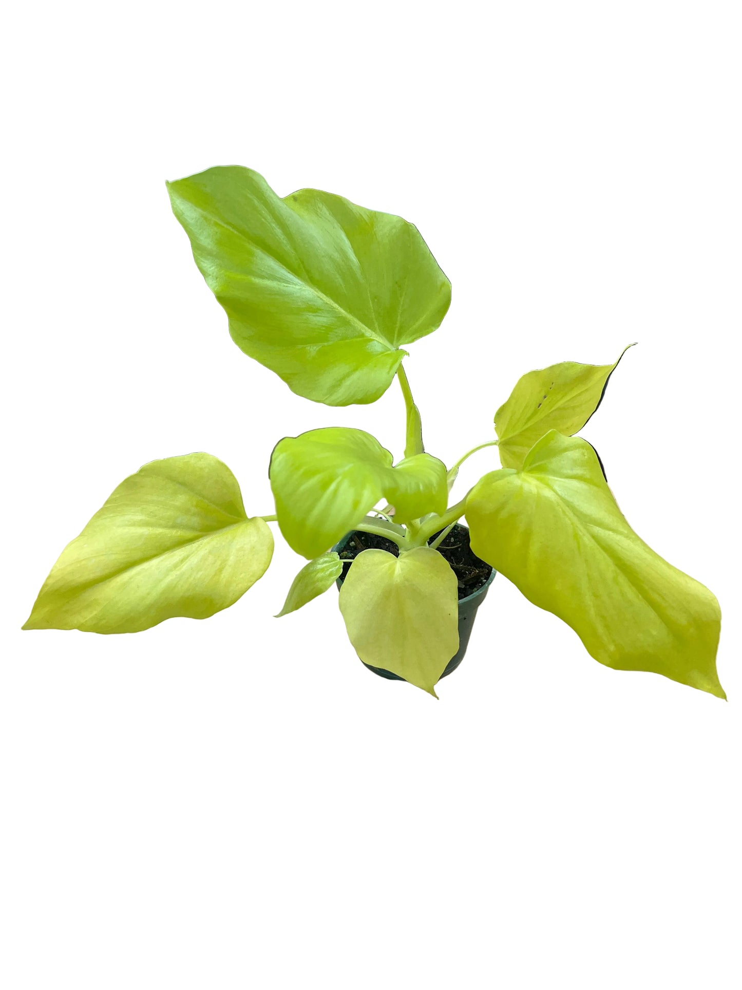 Philodendron ‘Warscewiczii Aurea’
