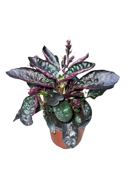 Hemigraphis Alternata 'Purple Waffle' 4"