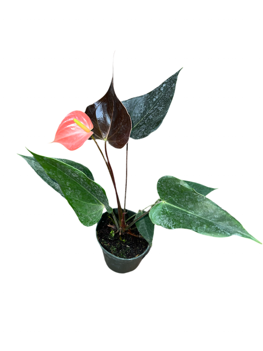 Anthurium 'Rainbow Champion' 4"