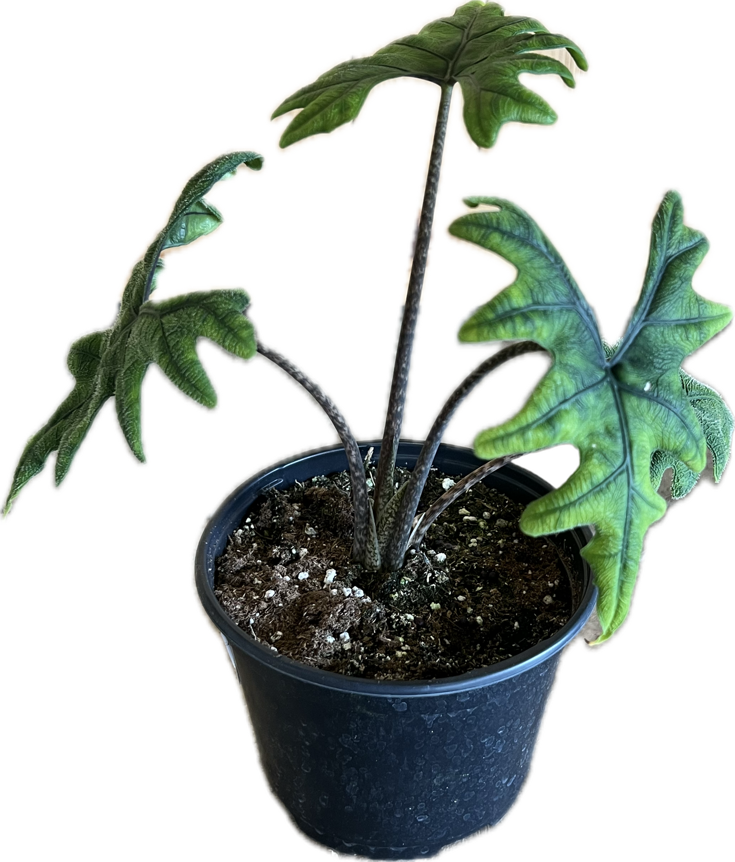 Alocasia 'Jacklyn'