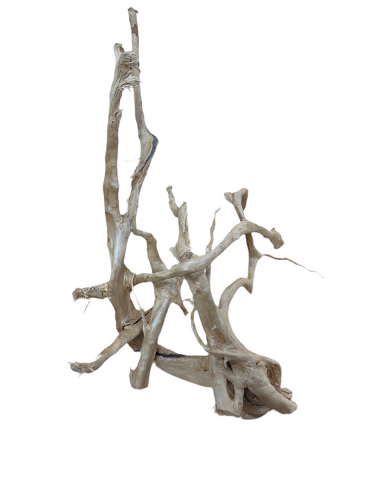 Hardwood Rootstock- Over 15"