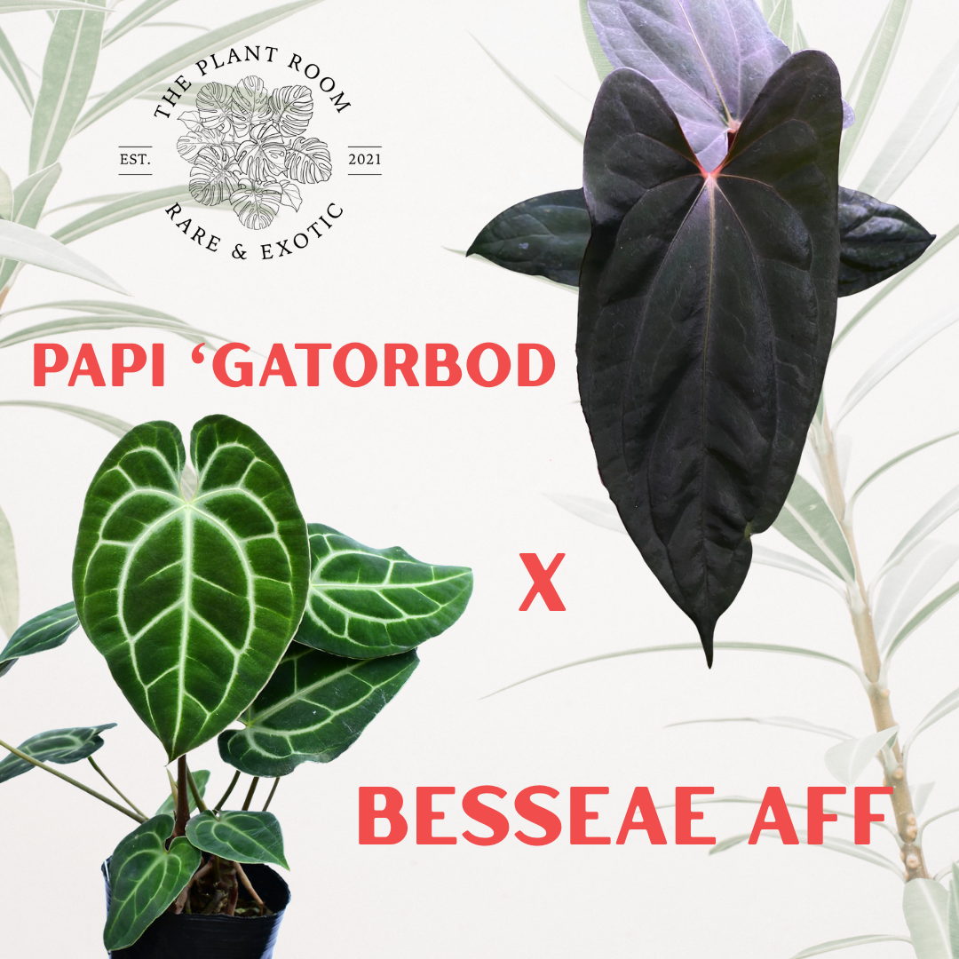 Anthurium 'Gatorbod x Besseae AFF 2"