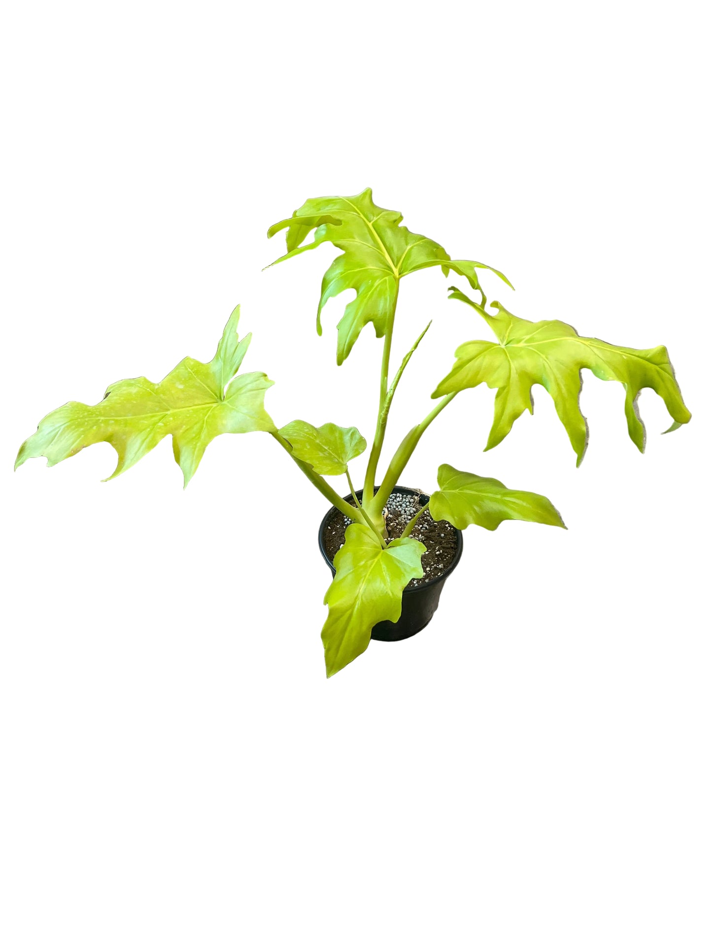 Philodendron ‘Warscewiczii Aurea’