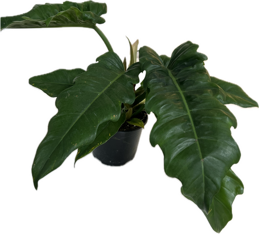 Philodendron 'Jungle Boogie'