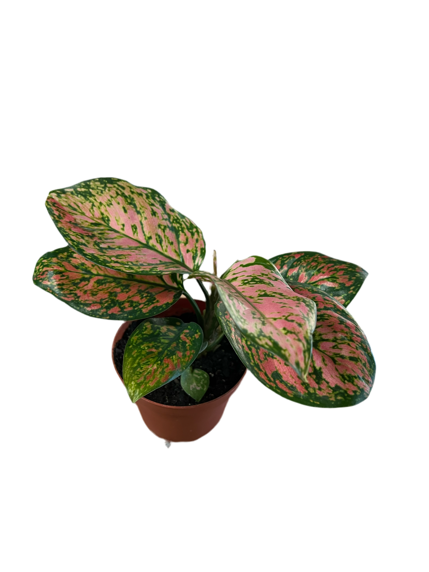 Aglaonema 'Beauty' 4"