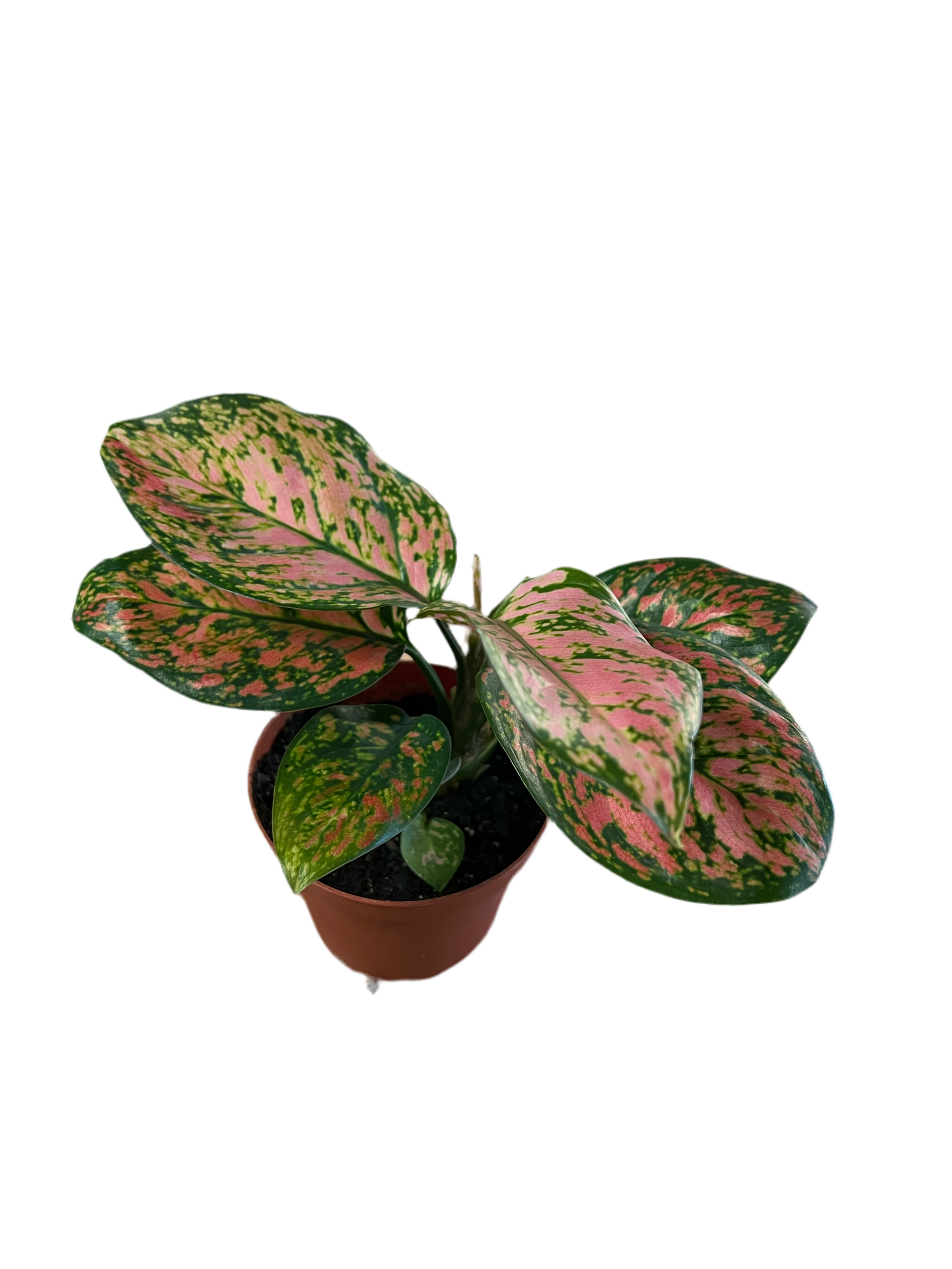 Aglaonema 'Beauty' 4