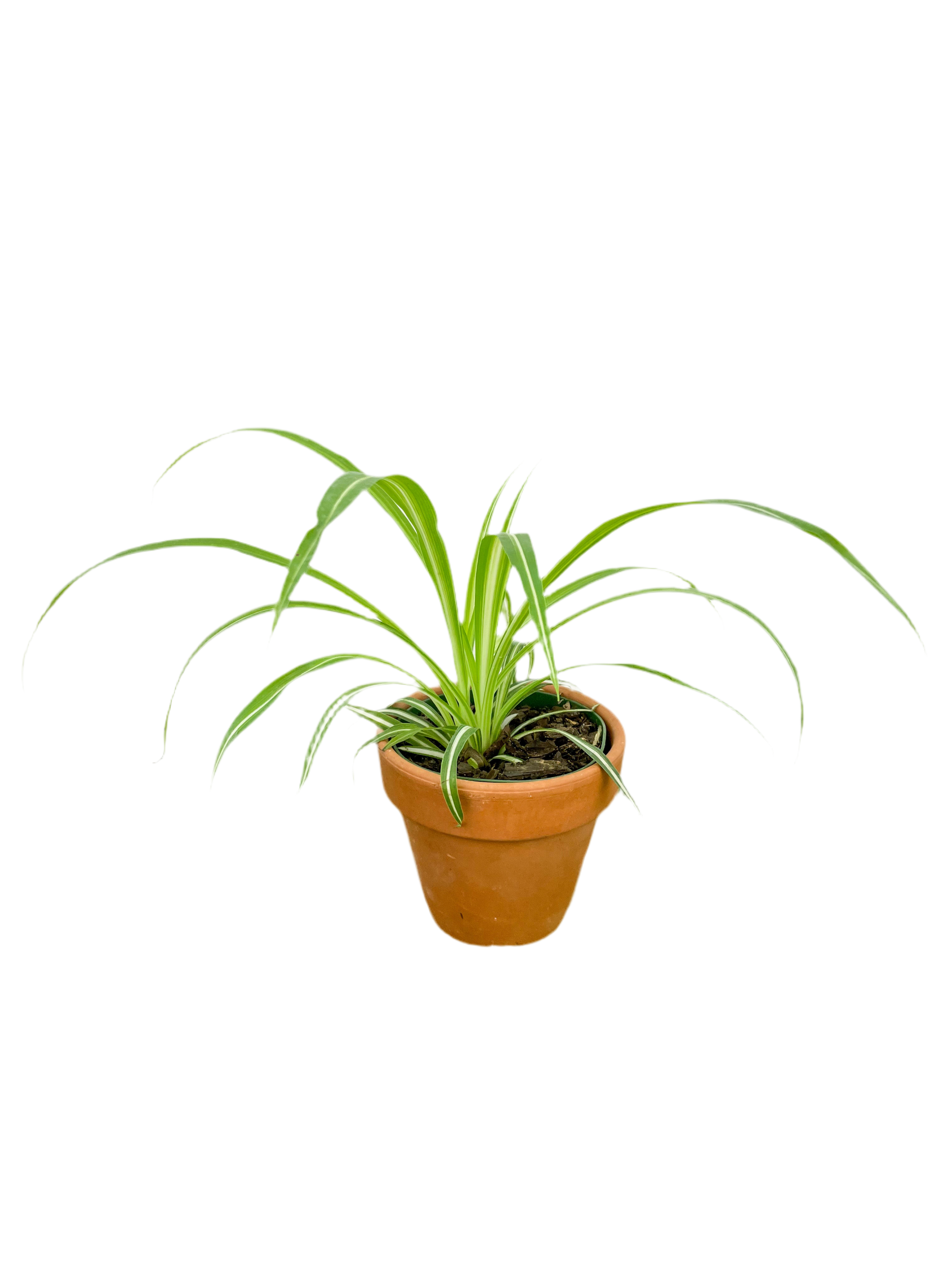 chlorophytum spider plant Chlorophytum 'Spider Plant' 4”