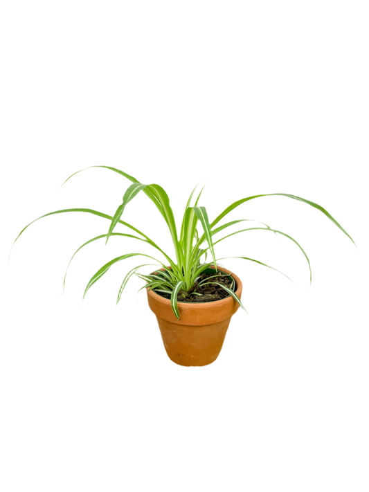 Chlorophytum 'Spider Plant'