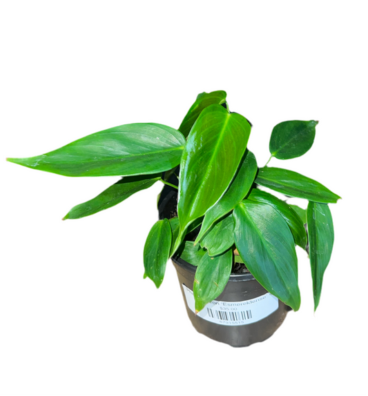 Philodendron ‘Esmereldense’ 4”