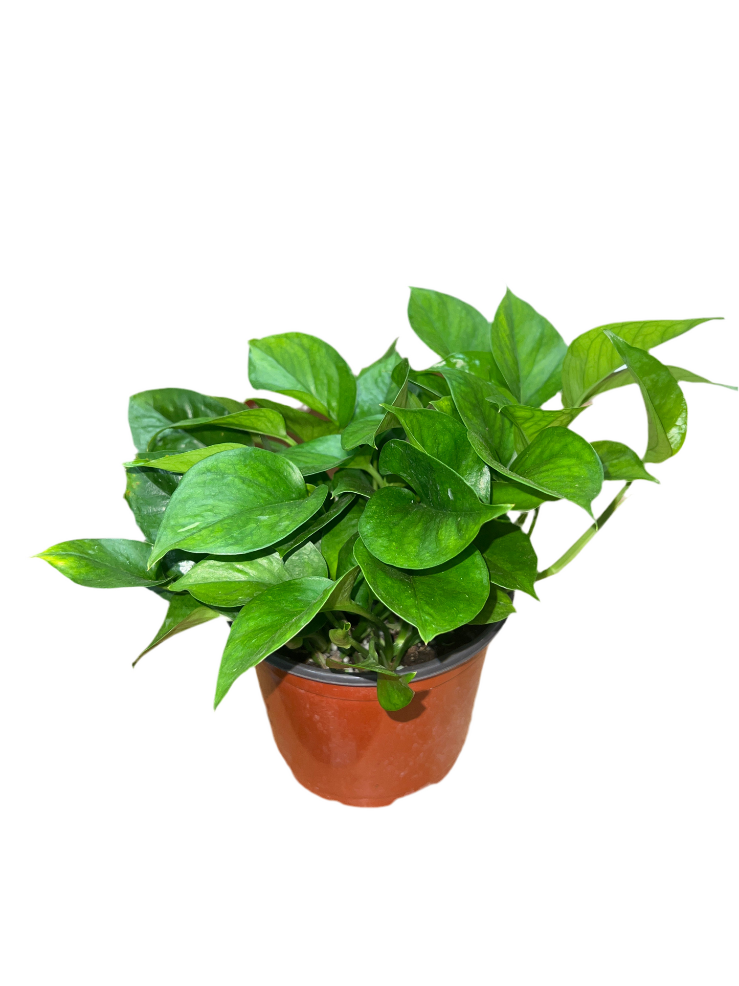 Epipremnum 'Greenjula 6"
