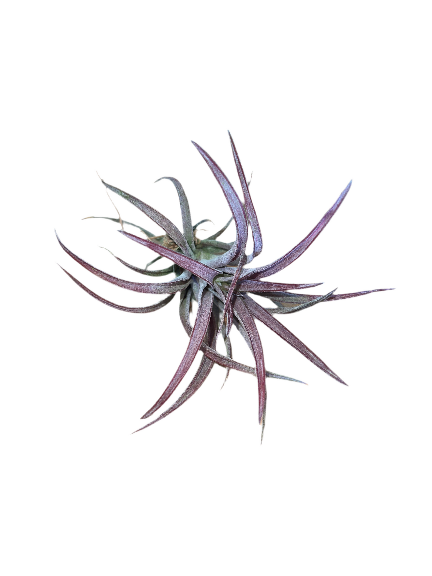 Tillandsia Schatzlii Red hybrid