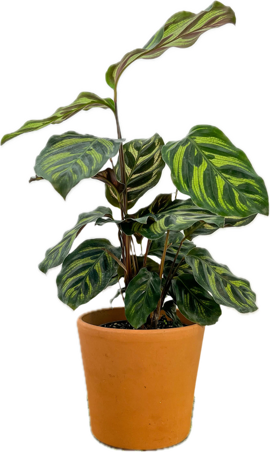 Calathea 'Peacock'