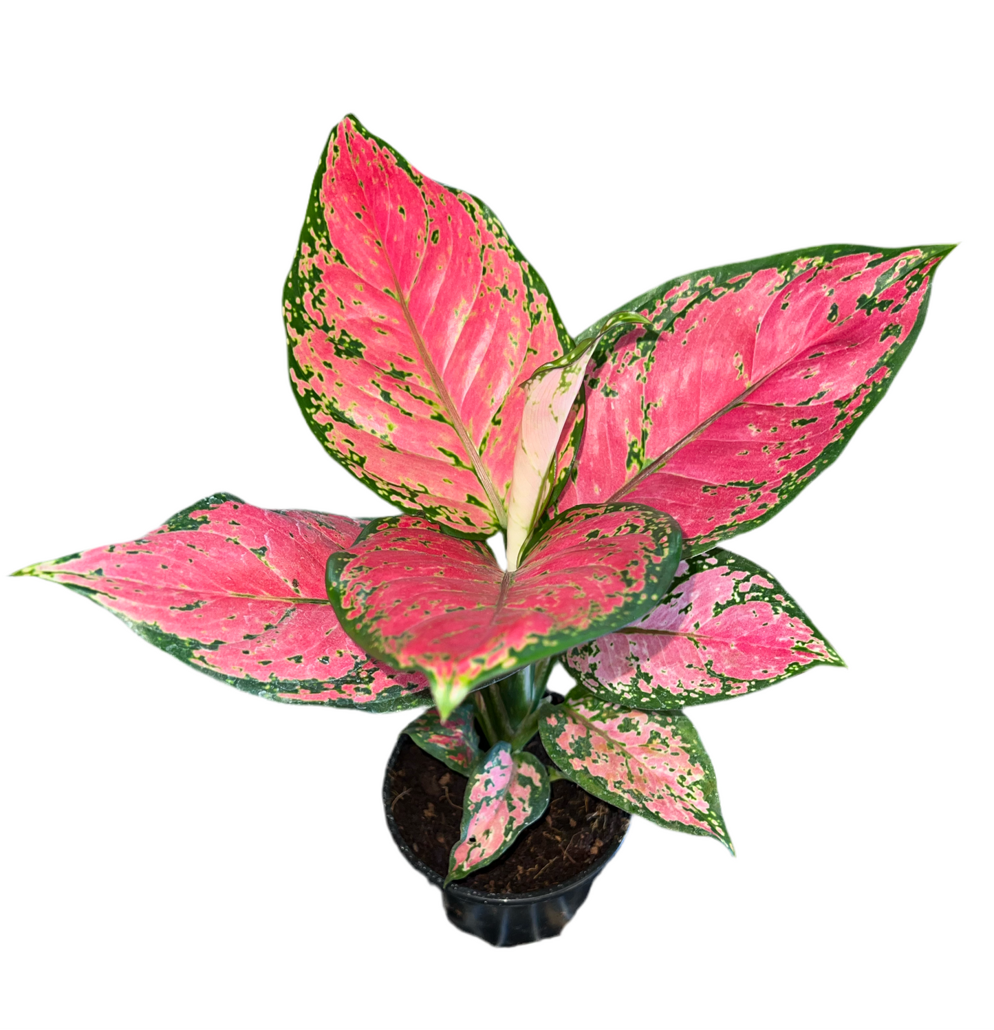 Aglaonema ‘Red Valentine’ 4”