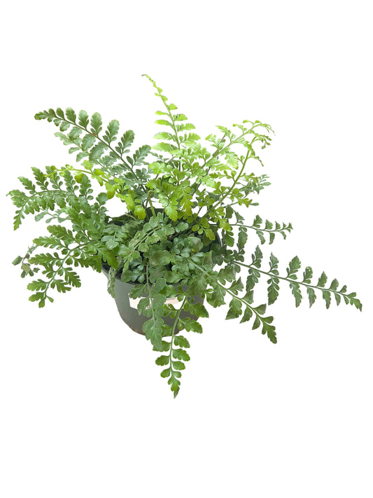 Fern 'Australian Mother' 6'