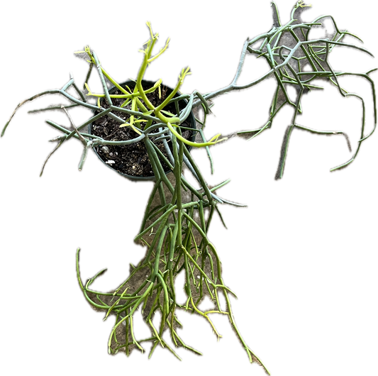 Euphorbia Tirucalli 'Pencil Cactus' 6"