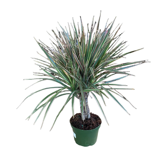 Dracena 'Bi Color'