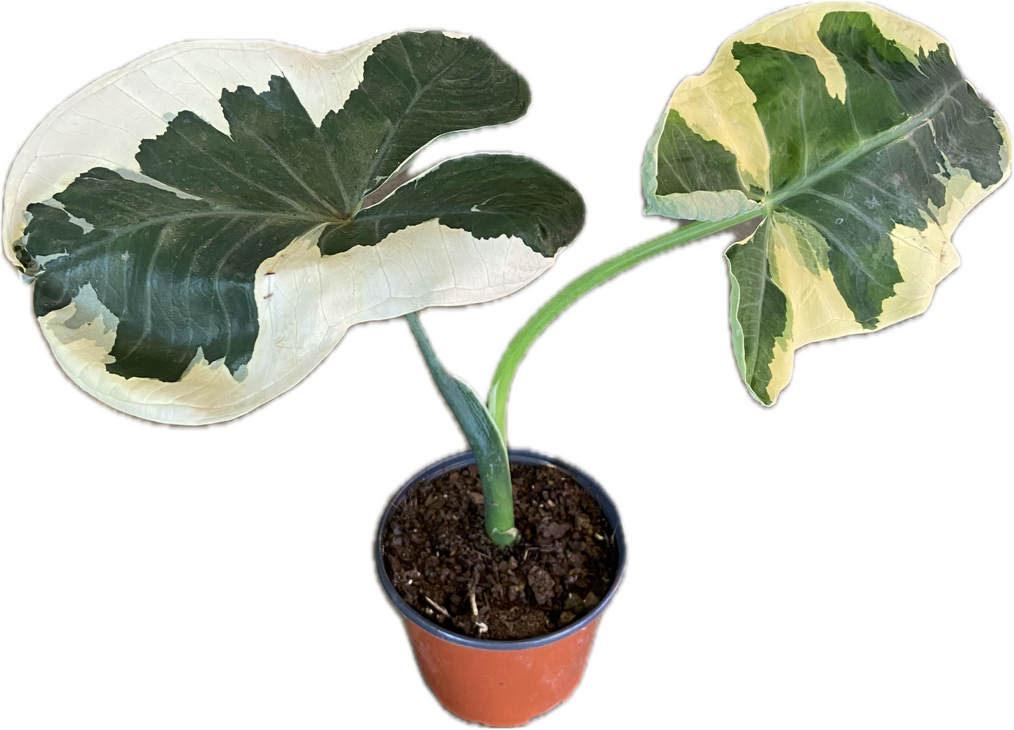 Alocasia 'Mickey Mouse' 4"