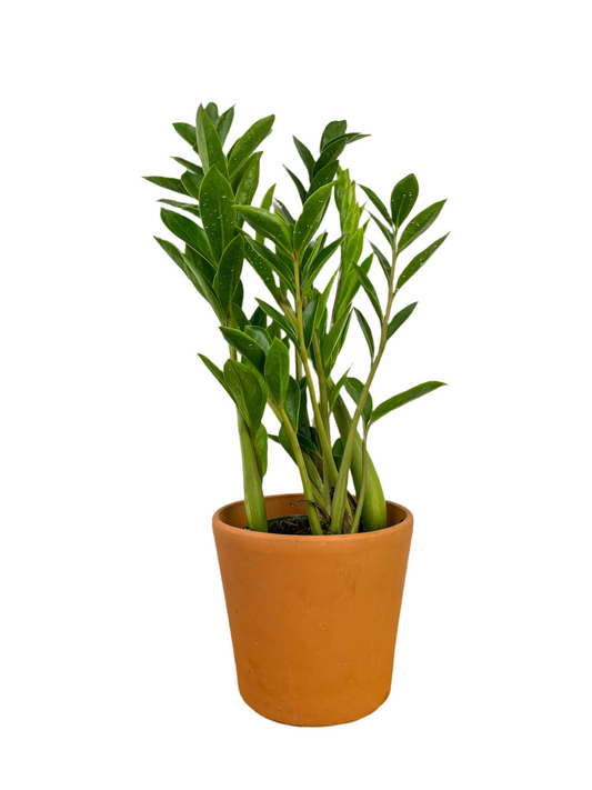 ZZ Plant