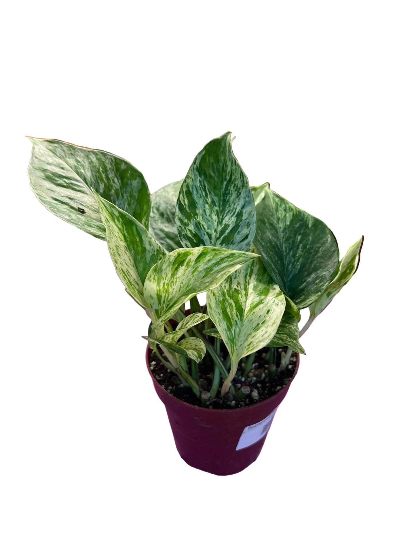 Epipremnum ‘Marble Queen Pothos’