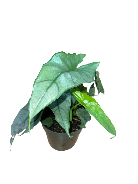 Alocasia 'Dragons Breath' 6"