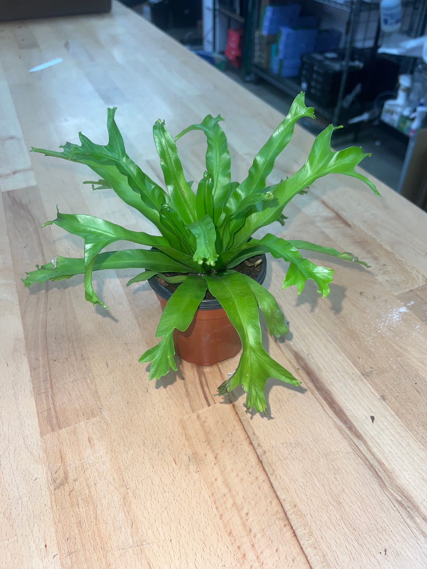 Fern 'Fishtail' 4"